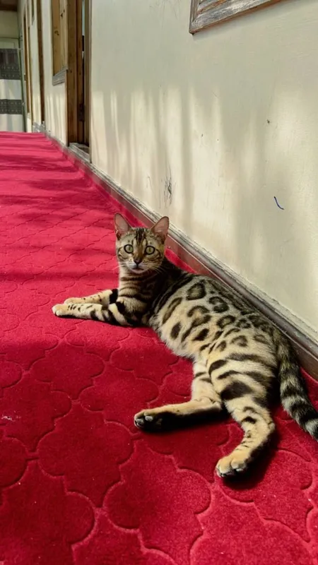 Bengal 250$ sotiladi