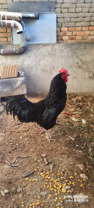 Assalomu alaykum 11 oylik (jersi) qora shahzoda xo'rozi sotiladi.