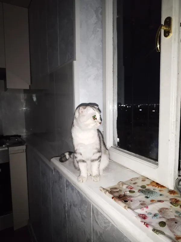 Шотландская вислоухая (порода Scottish Fold). 3