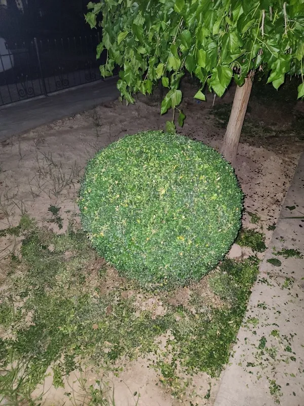 Gazon ekish xizmati landshaft ,poliv xizmati — фото 2