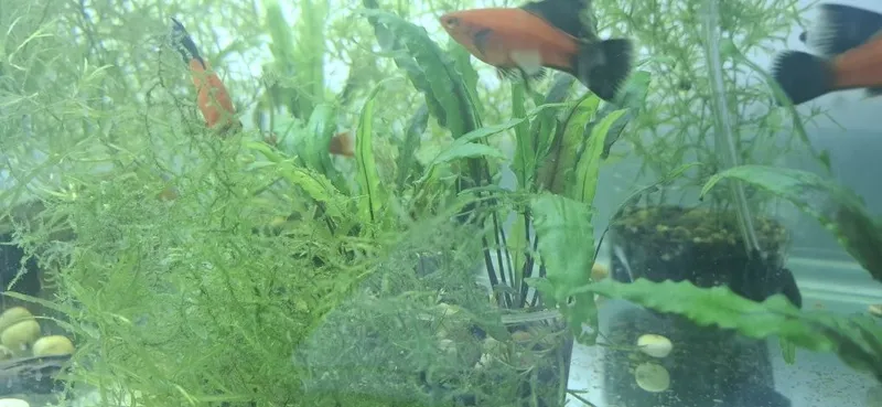 Аквариумные растение,akvarium usimliklari. — фото 2