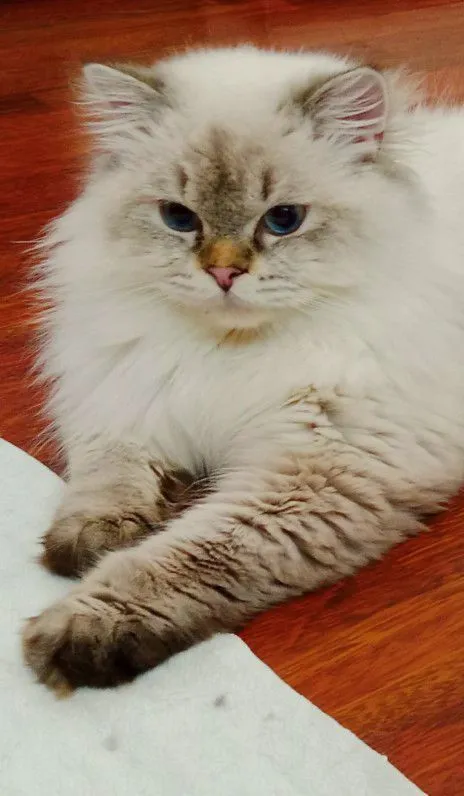 Вязка кот Скоттиш Страйт Хайленд колор Поинт — фото 2