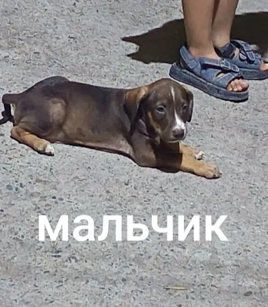 Готовы к продаже щенята 1,5 месяца . 3 Готовы к продаже щенята 1,5 месяца . 3