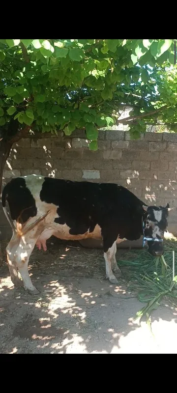 Ona bola sigir sotiladi.