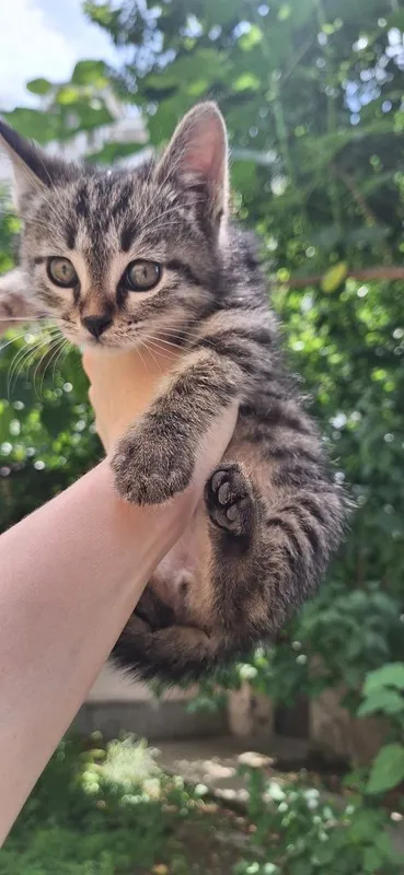 Котёнок в добрые руки мальчик 2 месяца