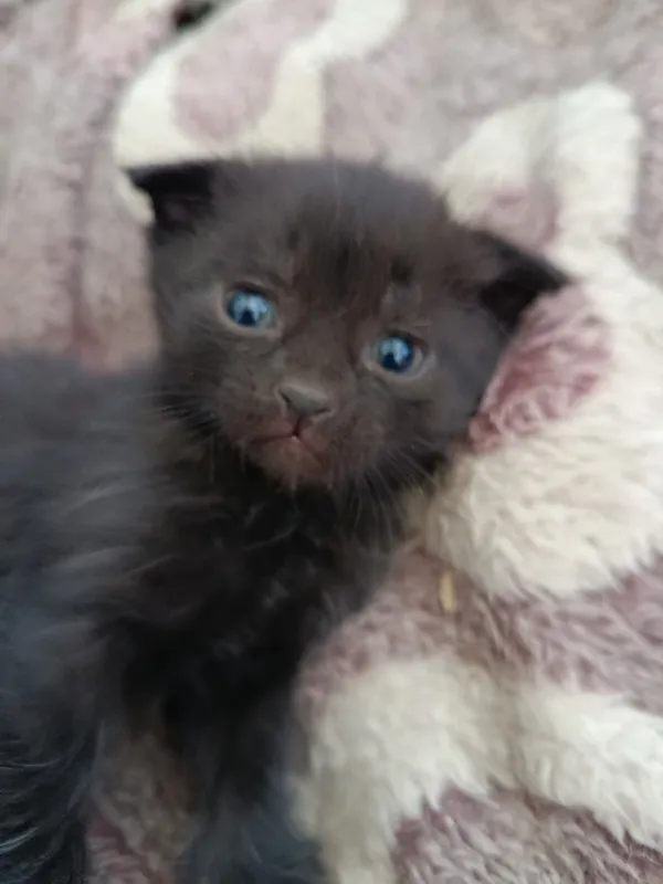 Милый котенок скоттиш фолд срочно ищет дома 4
