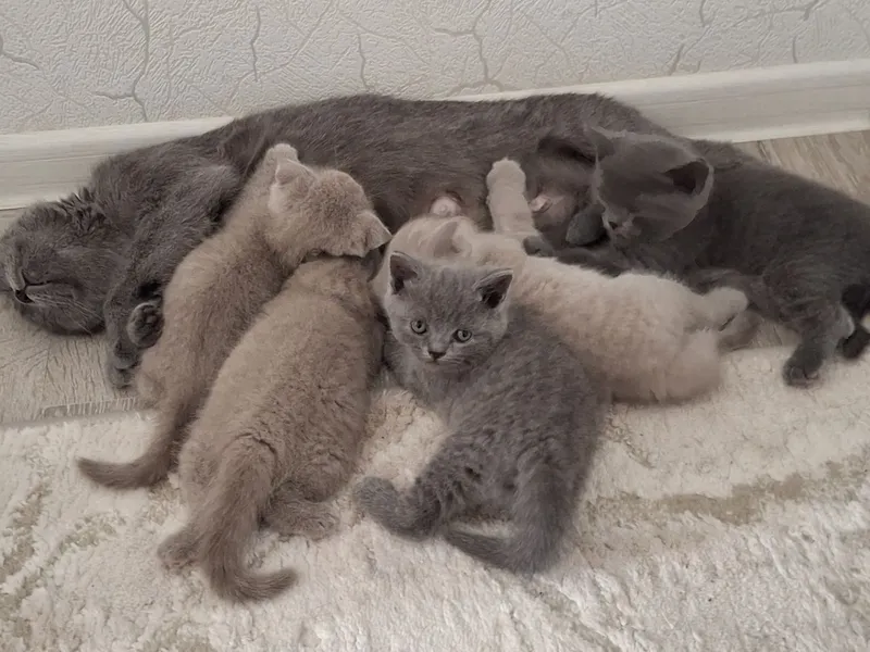 Продаются породистые котята. — фото 2