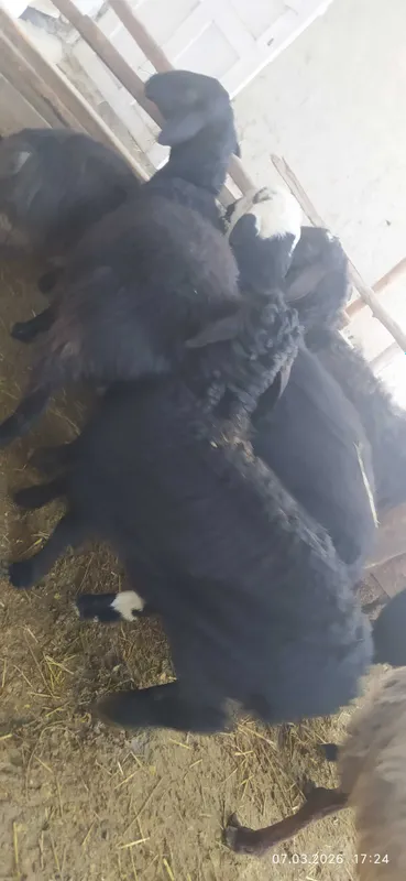 3 oylik shirboz erkak barra jivoy ves 35 kg