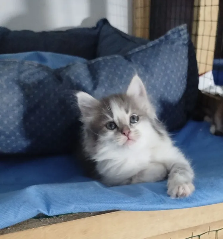 Пристраивается кошечка в ответственные руки 4