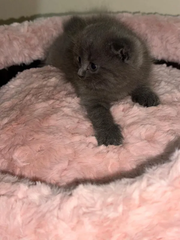 Продаются котята — фото 4 Продаются котята — фото 4