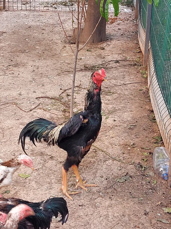 Boboqi xoroz tovuqlari bilan sotaman