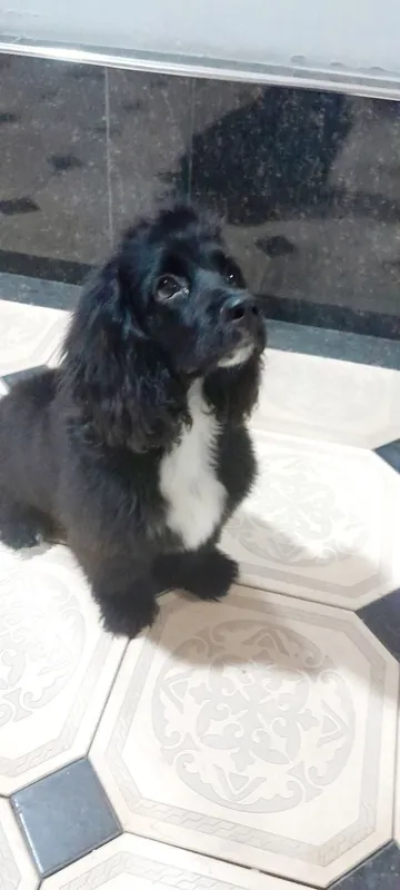 Spaniel Amerika зоти тозза угил 2 Spaniel Amerika зоти тозза угил 2