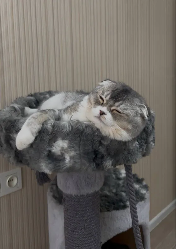 Scottish fold mushuk faqat AYOLLARGA! 6 Scottish fold mushuk faqat AYOLLARGA! 6