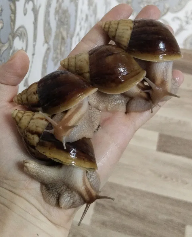 panterka, pantera, axatina ulitka, Пантерка улитка