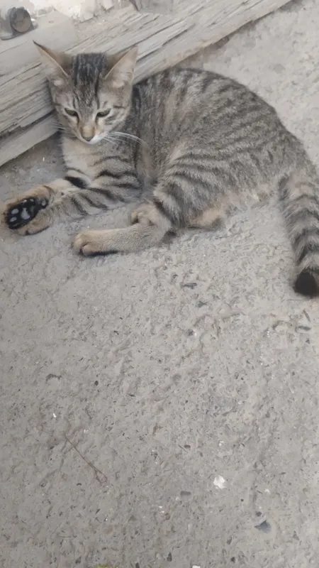 хадиъяга кошки 3 хадиъяга кошки 3