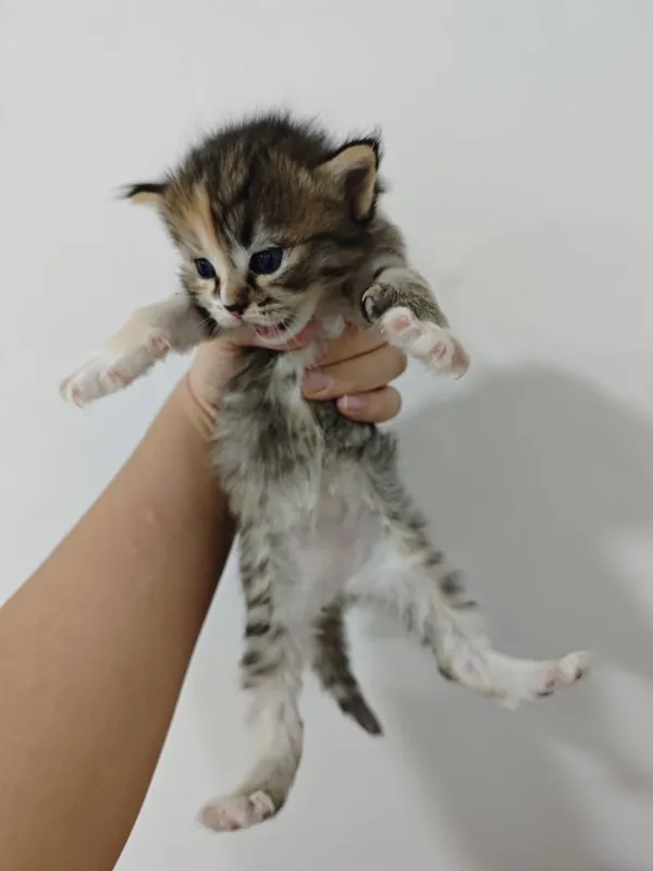 Отдаю домашних котят в добрые руки 4
