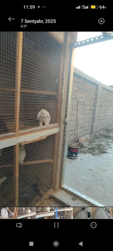 Quyon sotiladi Baran kotta quloq oladiganla bo‘lsa kattagiyam bor