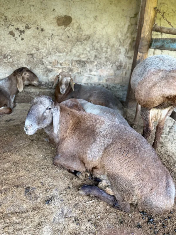Qoylar Qurbonlik uchun toza va sifatli  80kg+ — фото 1