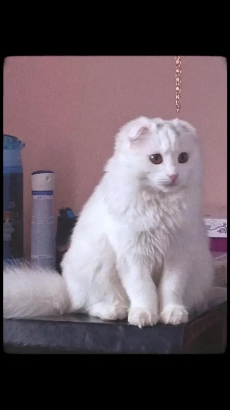 mushuk