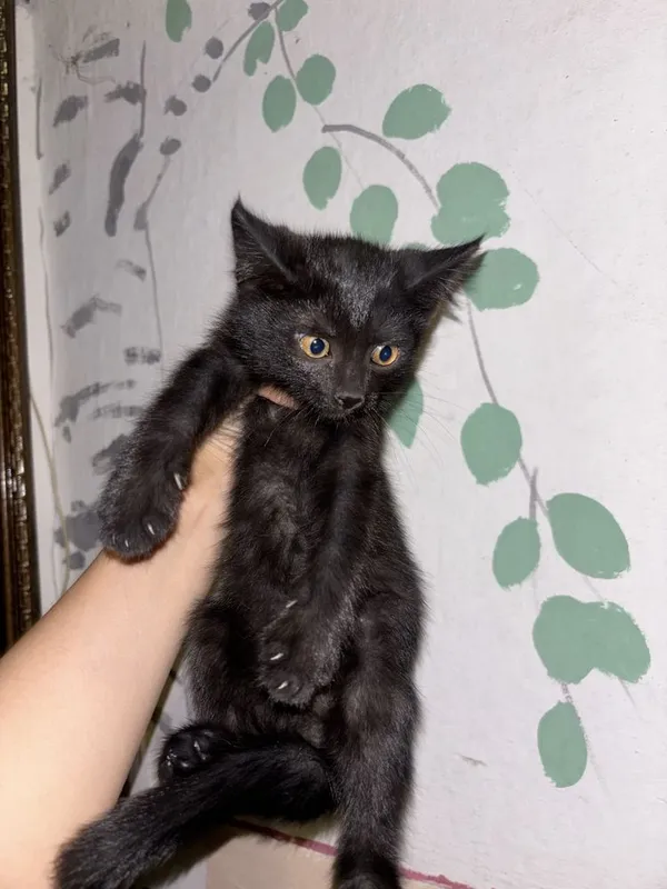 Котята в добрые руки 1 Котята в добрые руки 1
