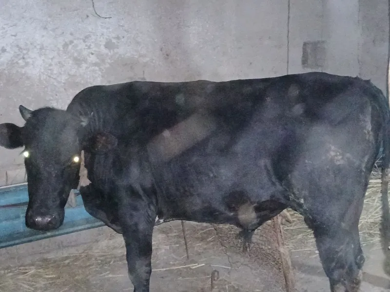 Qora mol 7 oydan buyon boqilgan ho'kiz va g'unojin 1