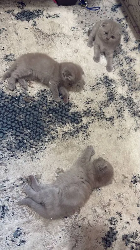 Кошки лиловые 1,5 месяца. 6