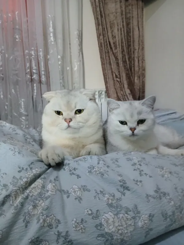Вязка британская шиншила у себя