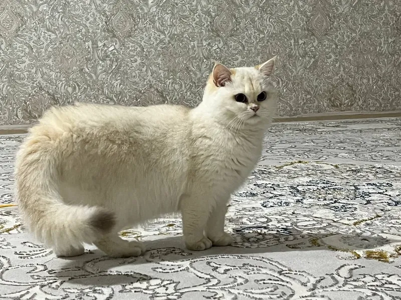 Бритаснский эксклюзив 3 Бритаснский эксклюзив 3