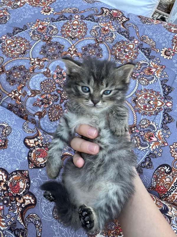 Котята бесплатно — фото 1