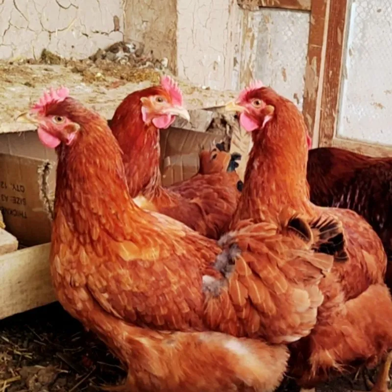 Ханхяп зотли товук тухум,жужаларига заказ оламиз
