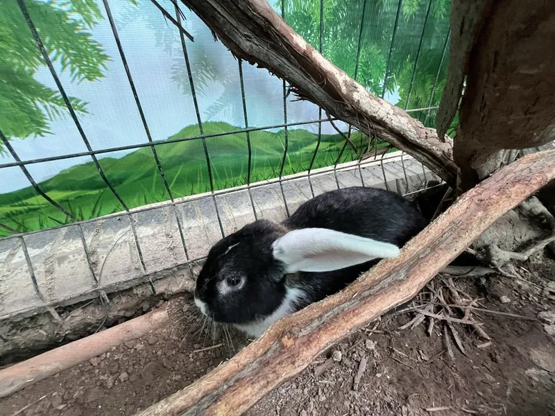 Карликовые французские бараны — 2 самца, по 3 кг