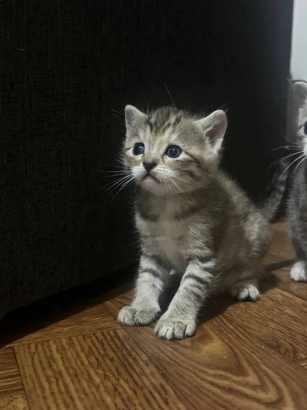 Продаются котята 1,5месяца 3 Продаются котята 1,5месяца 3