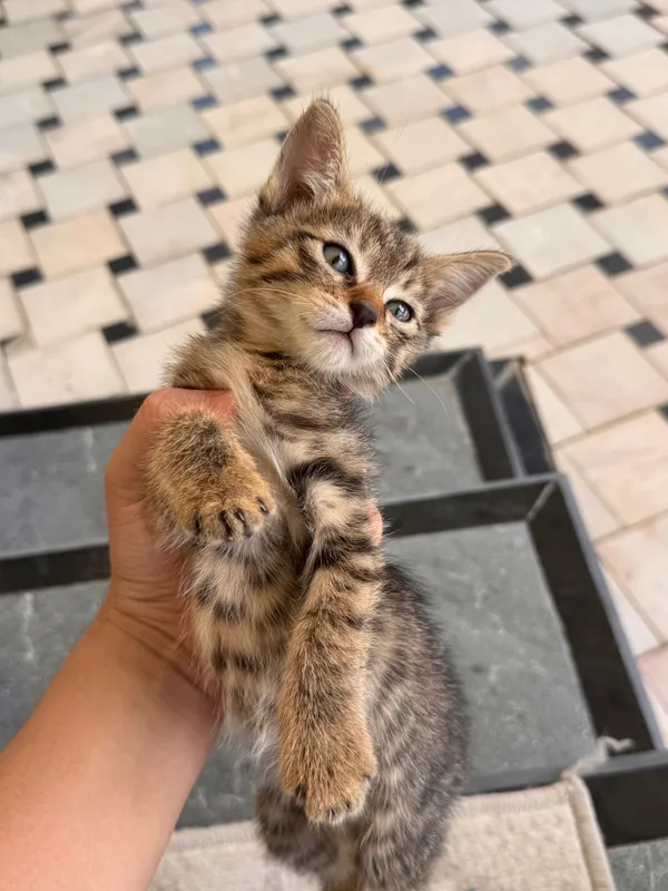 Отдам котят в хорошие руки. .