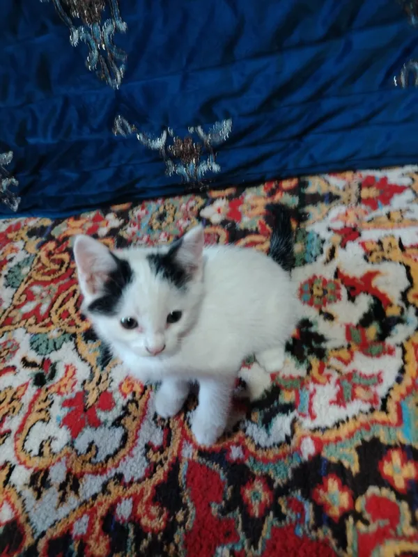Oq mushuk zotdor 2 oylik erkak — фото 1
