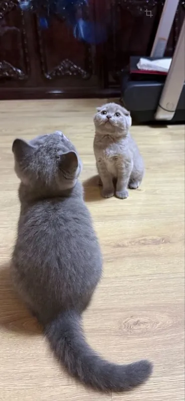 Продаются котята британацы фолд и страйт 3