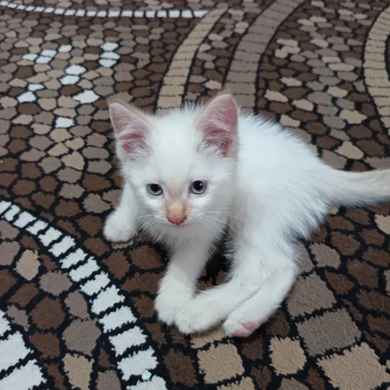 Отдадим в добрые руки котята 2месяца 4 Отдадим в добрые руки котята 2месяца 4