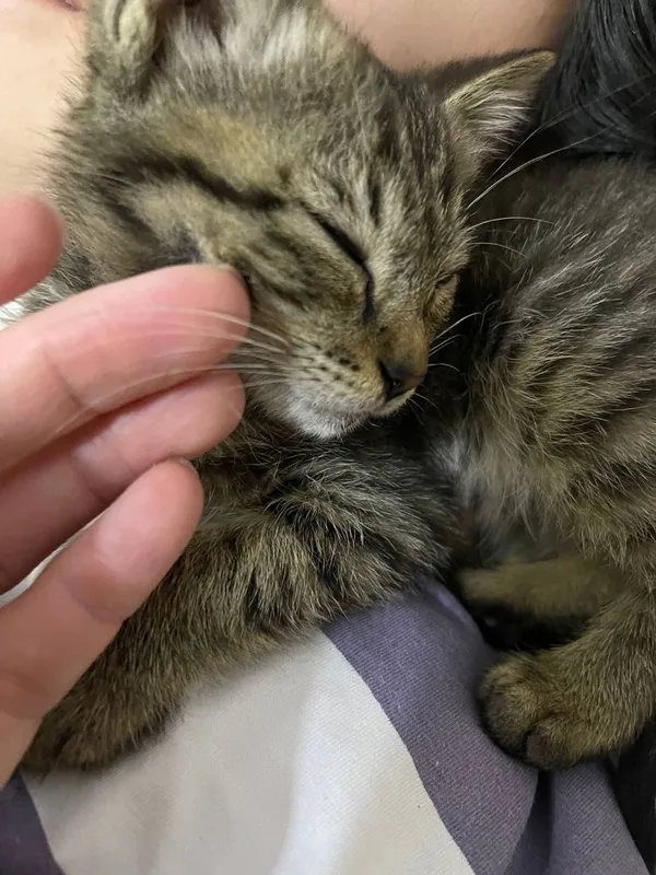 Котенок, 2-3месяца 2 Котенок, 2-3месяца 2