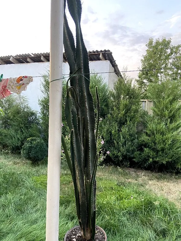 Kaktus 7 yilgi boʻyi 2.40 atrofi solingan joyi yoq — фото 2