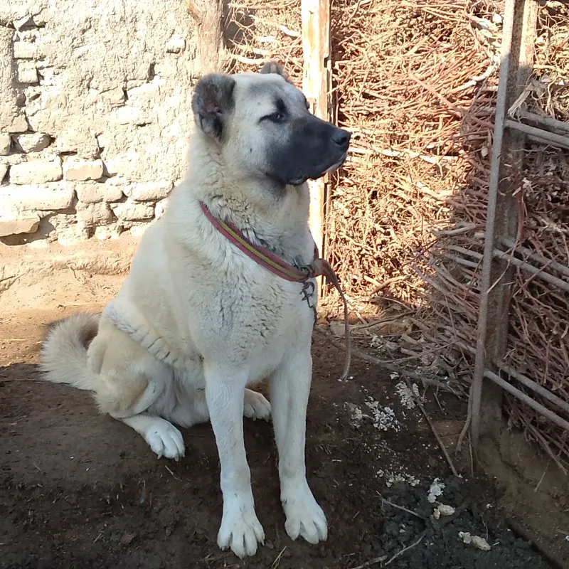 (Turkiya). Kangal zotli it 1 yoshar 2/5 mln mln Man