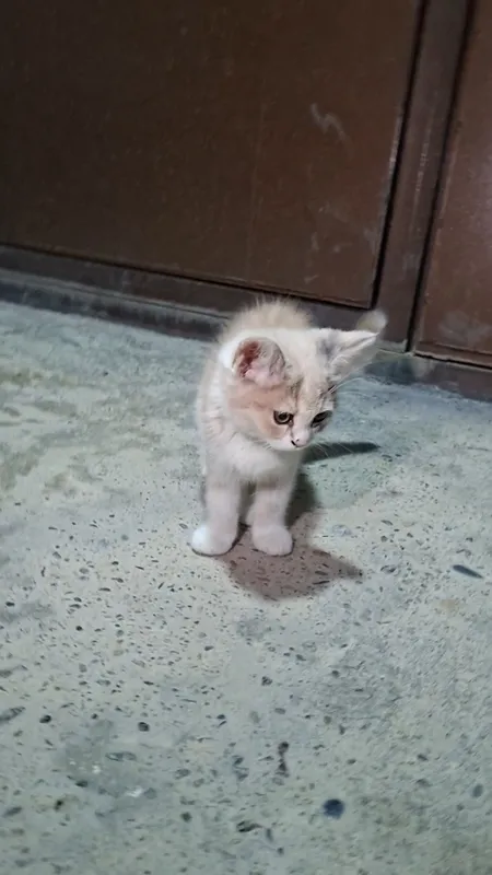 mushuk