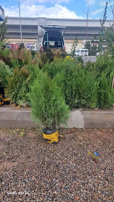 Archa va dekorativni darahtlariniz bor dastafka hizmati mavjut — фото 7