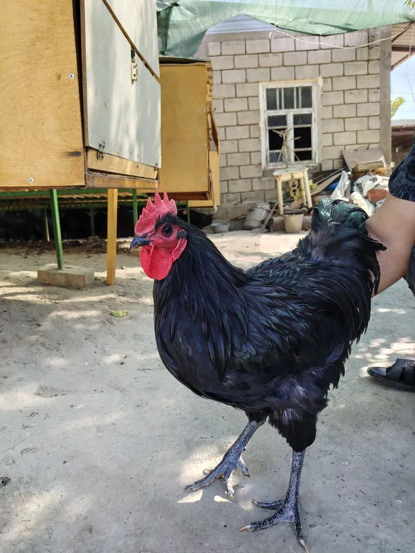 Australop xo'rozi 3 Australop xo'rozi 3