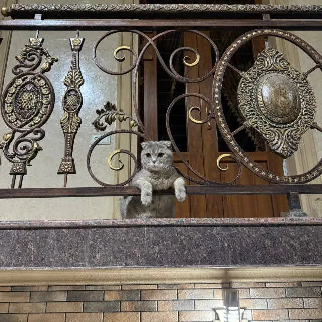 Sotiladi: Scottish Fold zotli mushuk va mushukcha 1