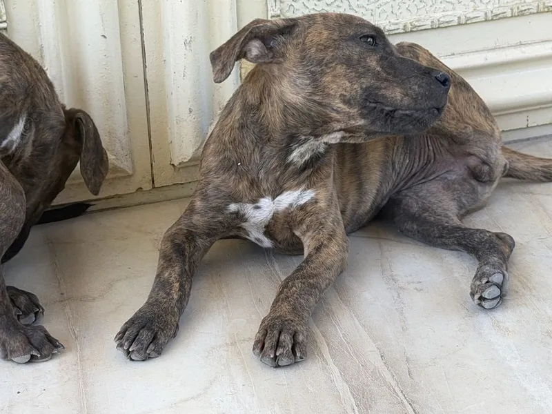 Остался один щенок.Киз кушик бар 8