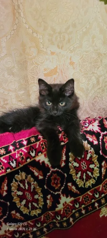 скоттиш хайланд фолд 2