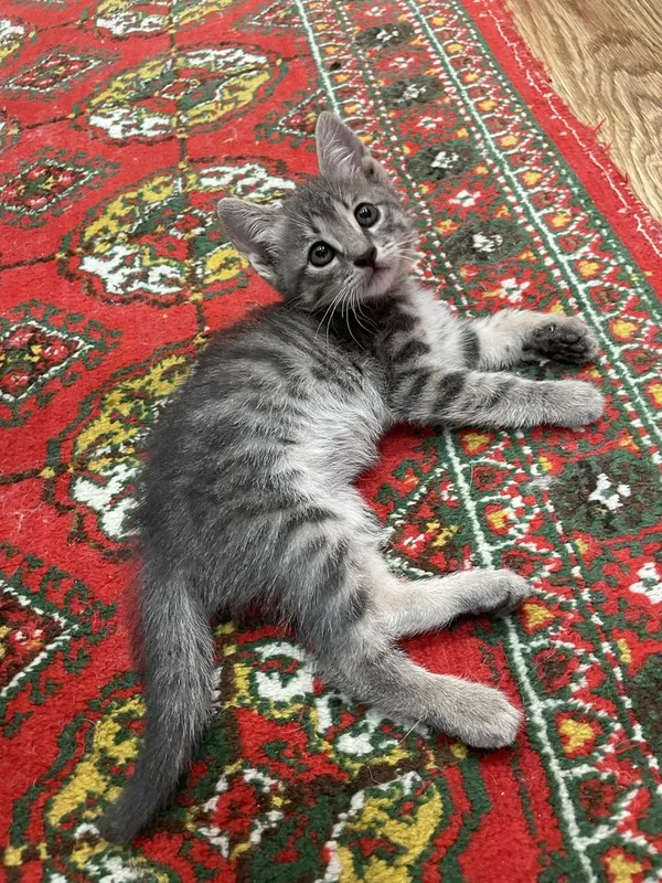 Отдам даром котенка — фото 1
