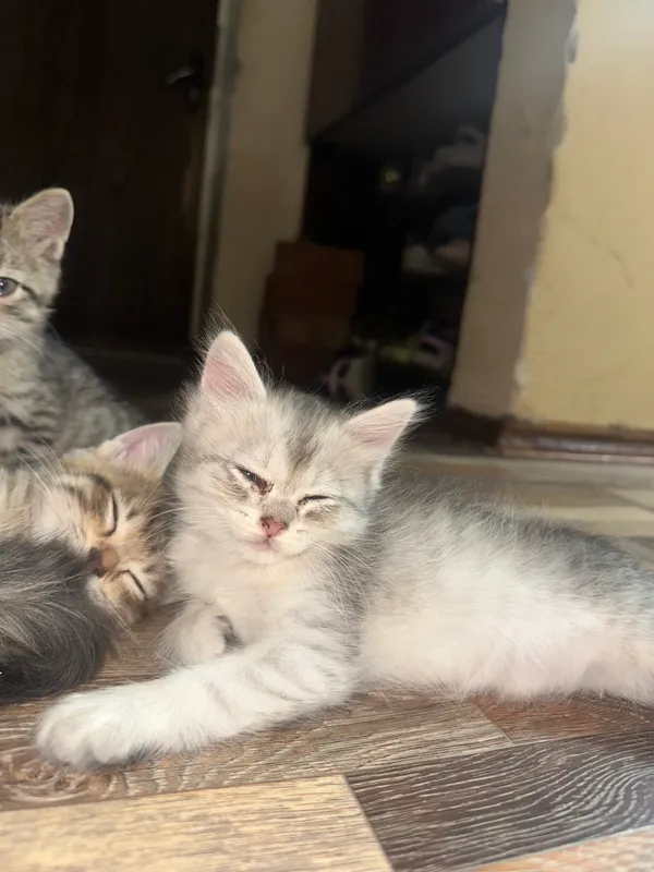 Mushukchalar 3 Mushukchalar 3