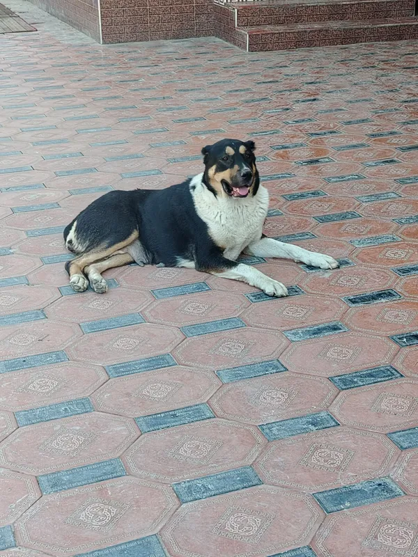 it sotiladi zoti  alabay Yoshi 1.5 urg'ochi(ayol) 2