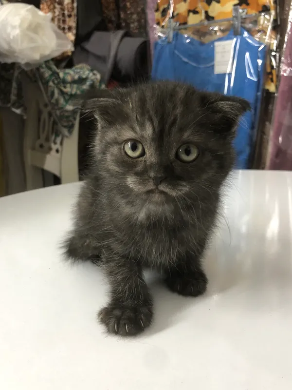 Scottish fold mushuk — фото 3