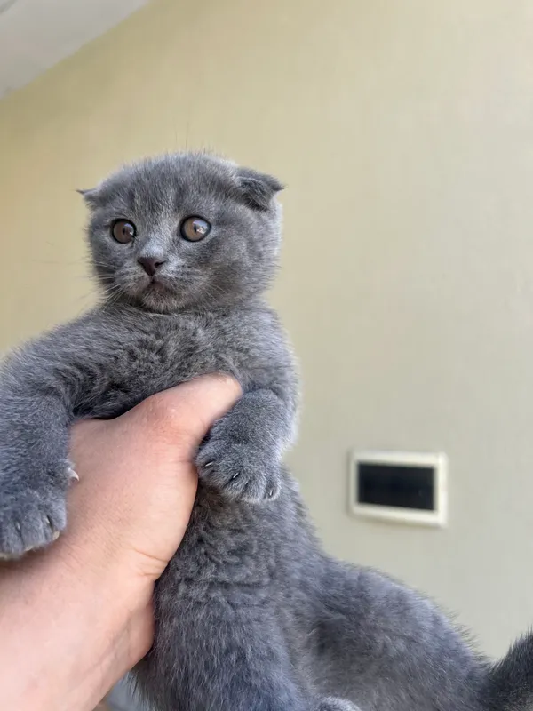 Котята продаются от 500 тысяч 1
